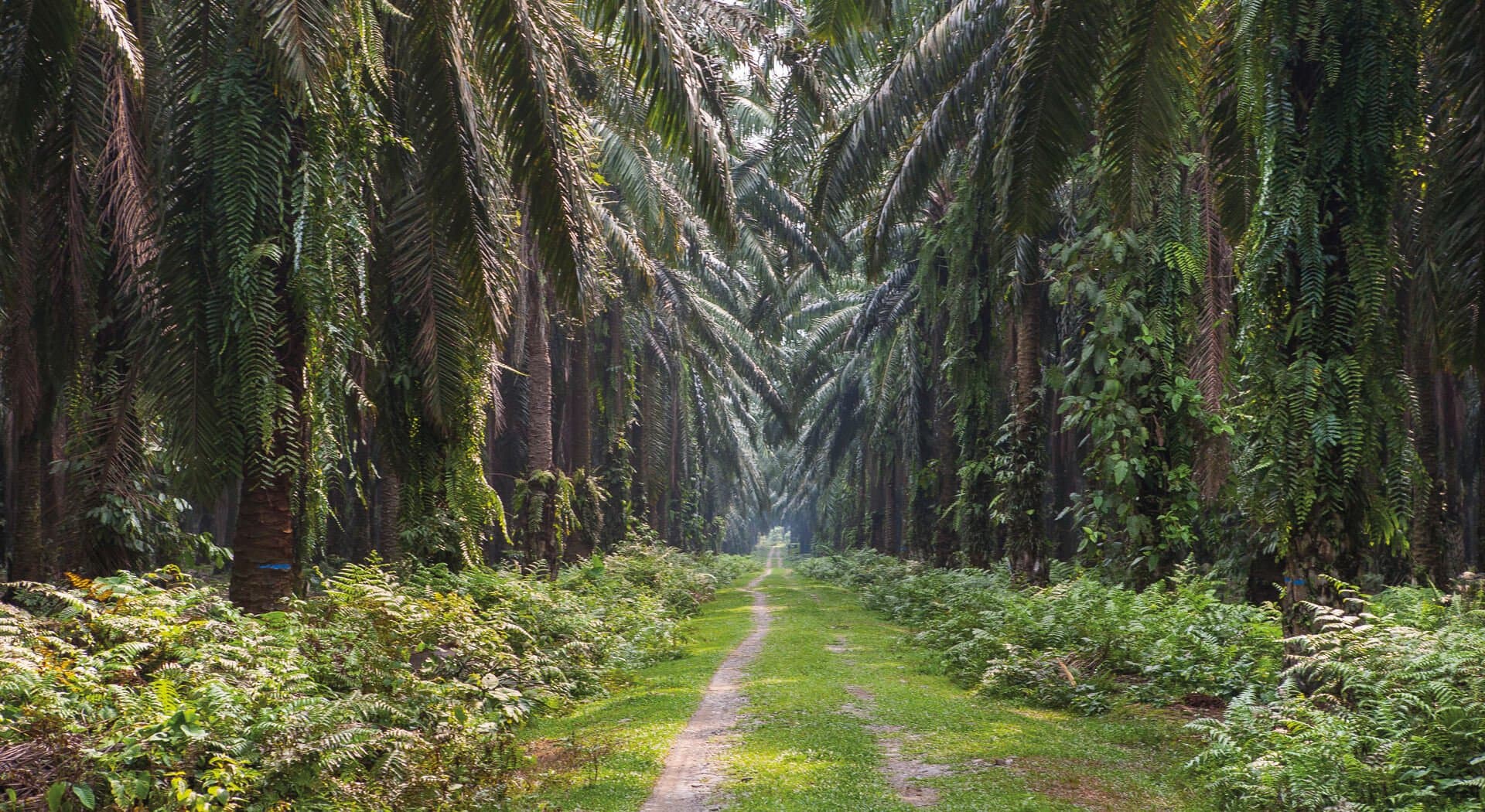 Worlds biggest palm oil planter is running out of space at home