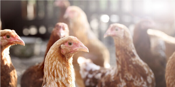 Animal nutrition