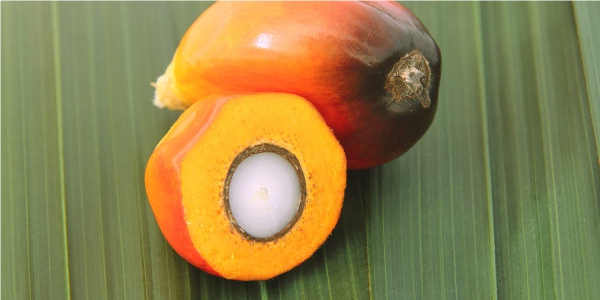 Palm products