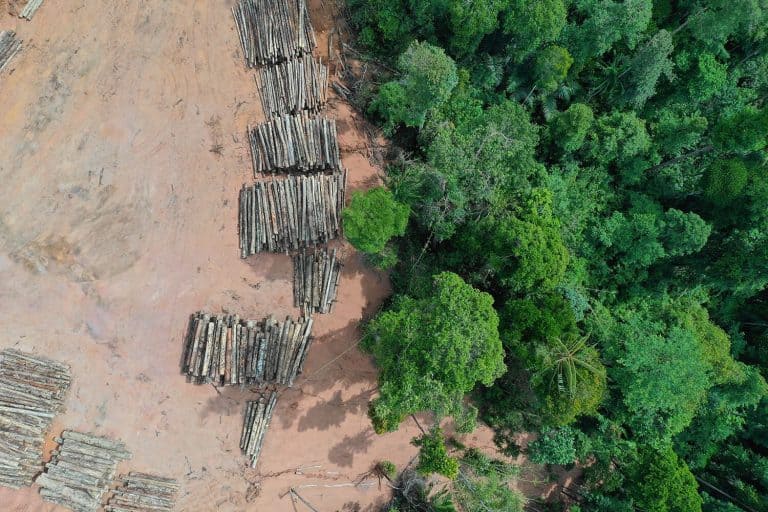 sdo-working-with-suppliers-to-draw-the-line-on-deforestation