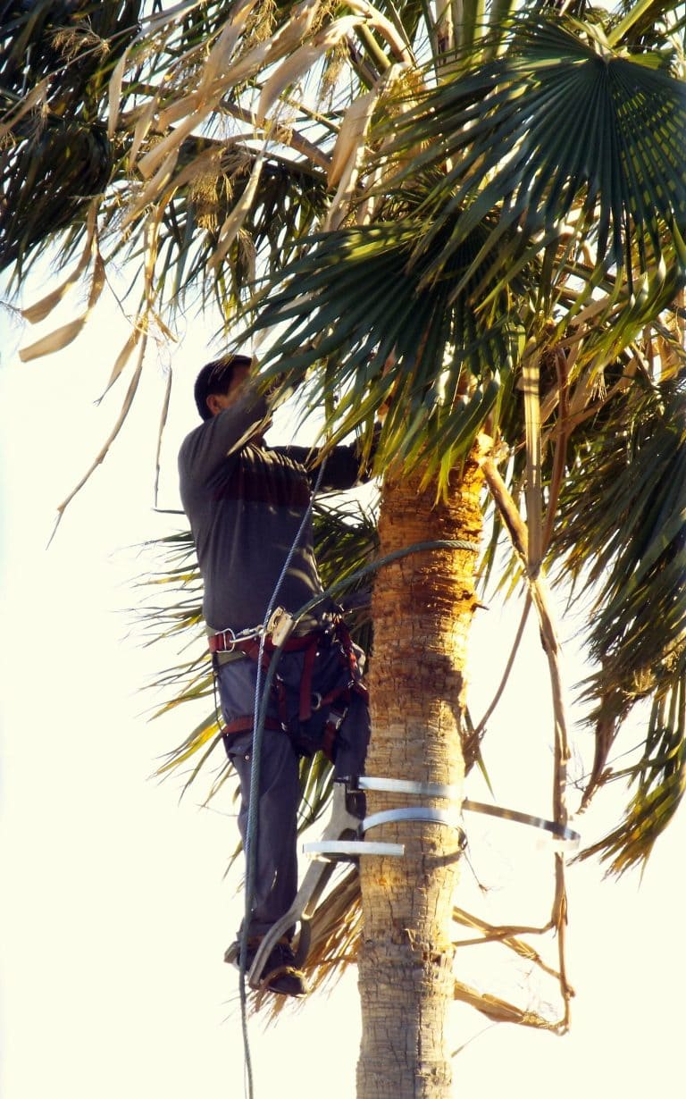 low-angle-view-gardener-pruning-palm-tree-against-clear-sky