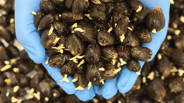 sd-guthrie-germinated-oil-palm-seeds-nursery